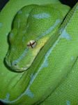 pic for Green Tree Python